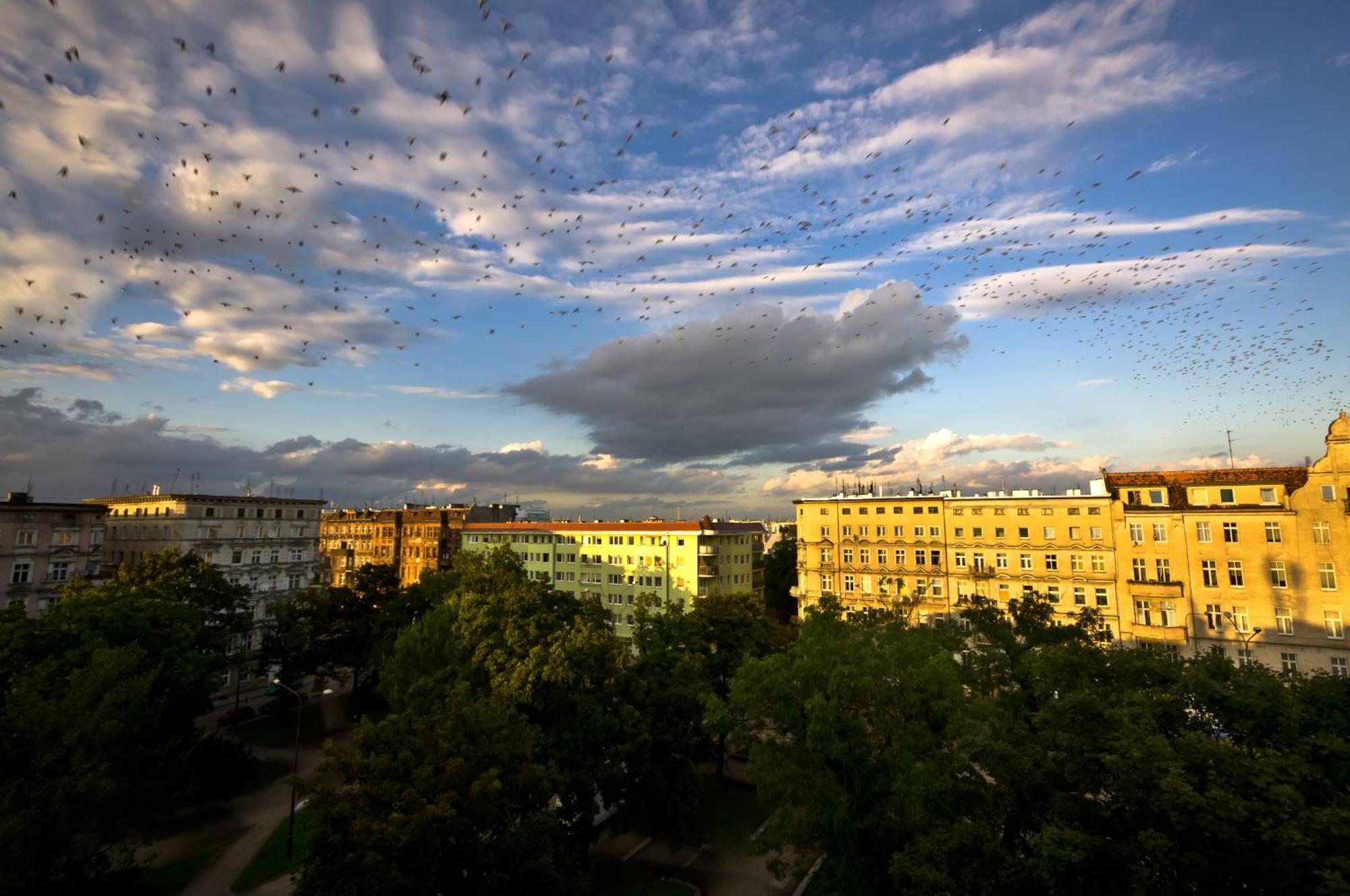 Cilantro Bed & Breakfast Wroclaw Luaran gambar